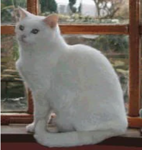 Casper the cat sitting on a windowsill